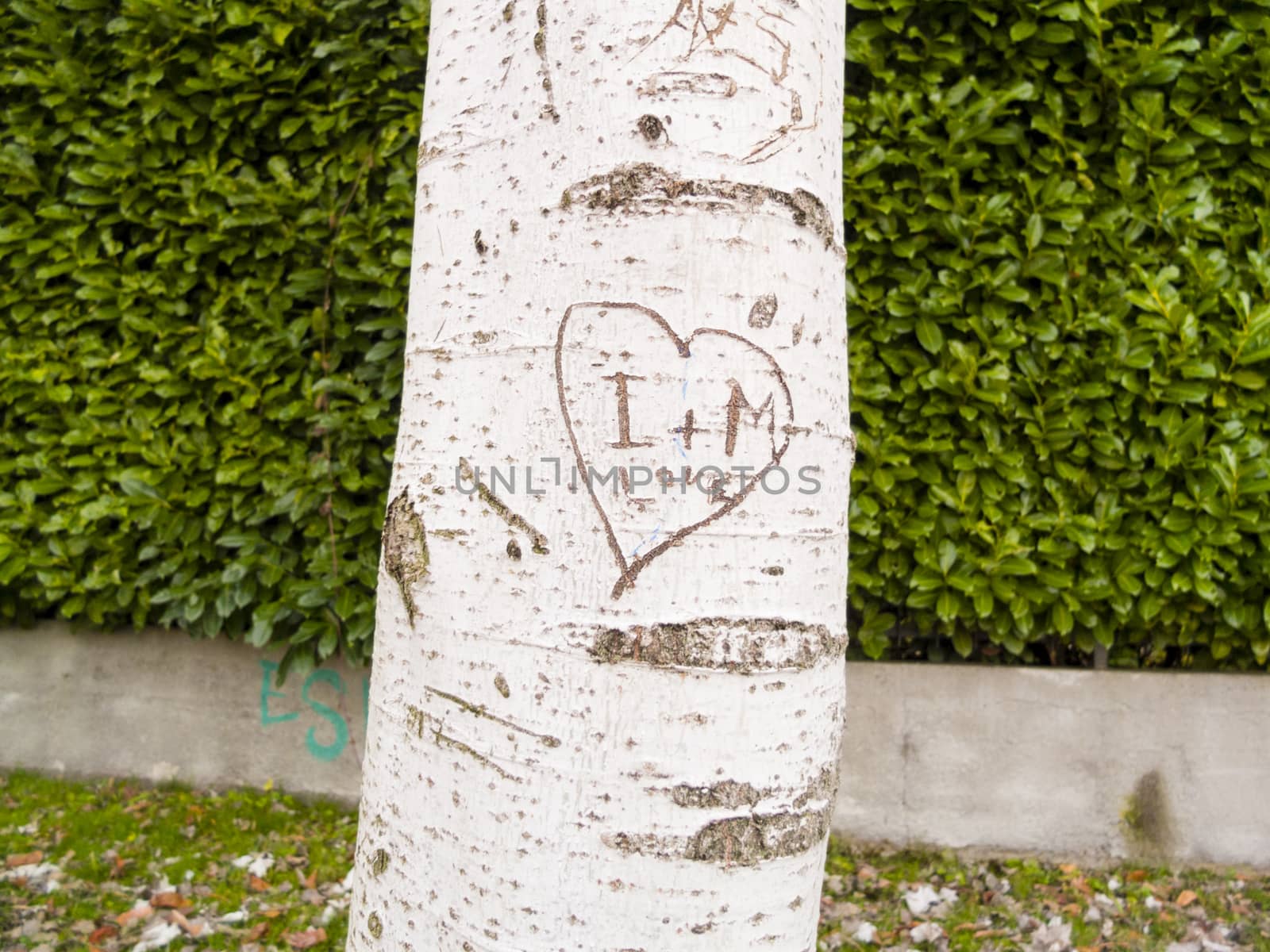 tree with heart engraved with letters I + M and the word love