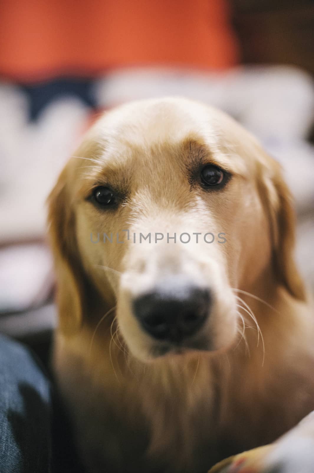 portrait of golden retriever dog in peaceful home while resting