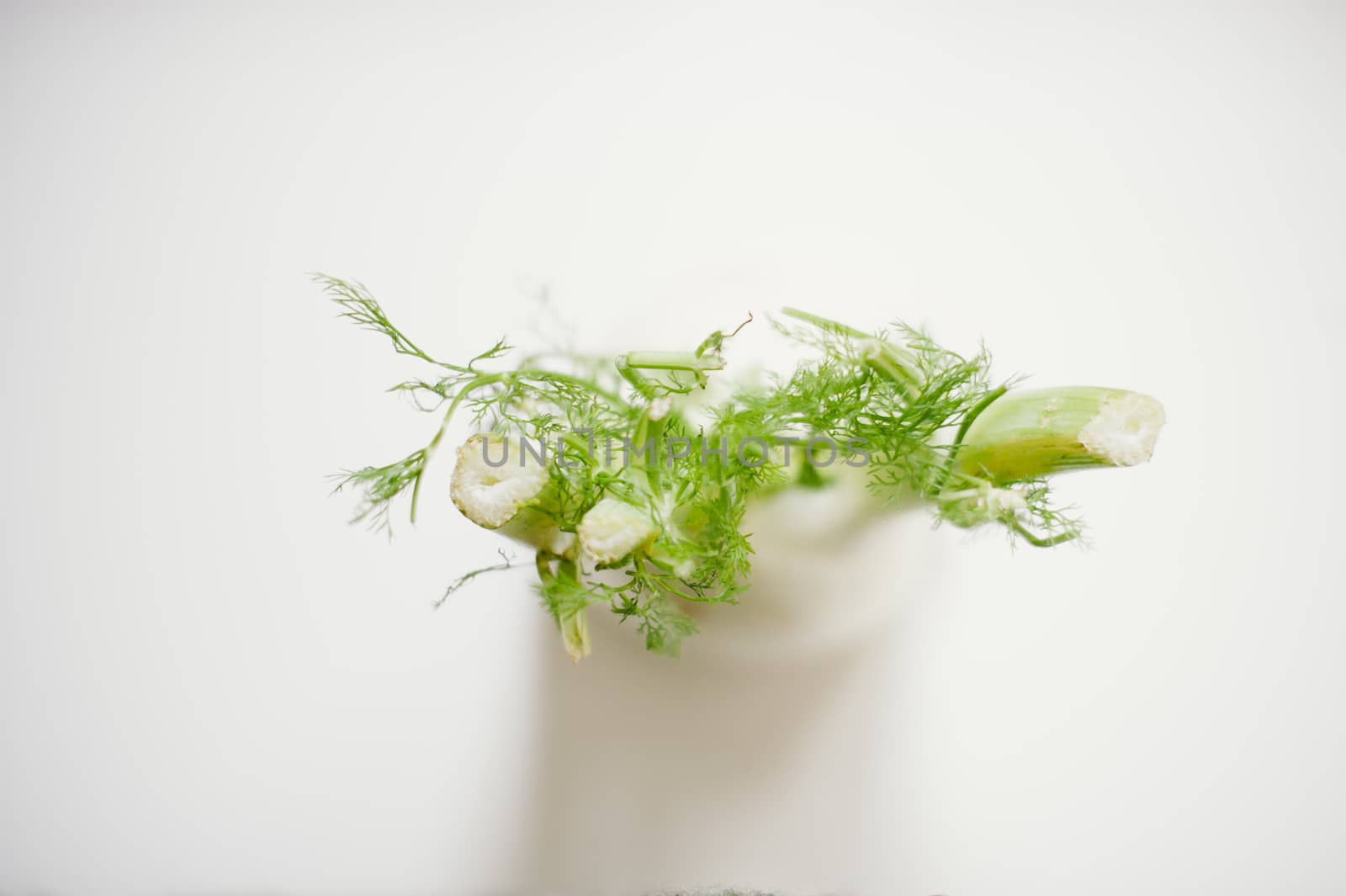 still-life photograph of fennel on white background