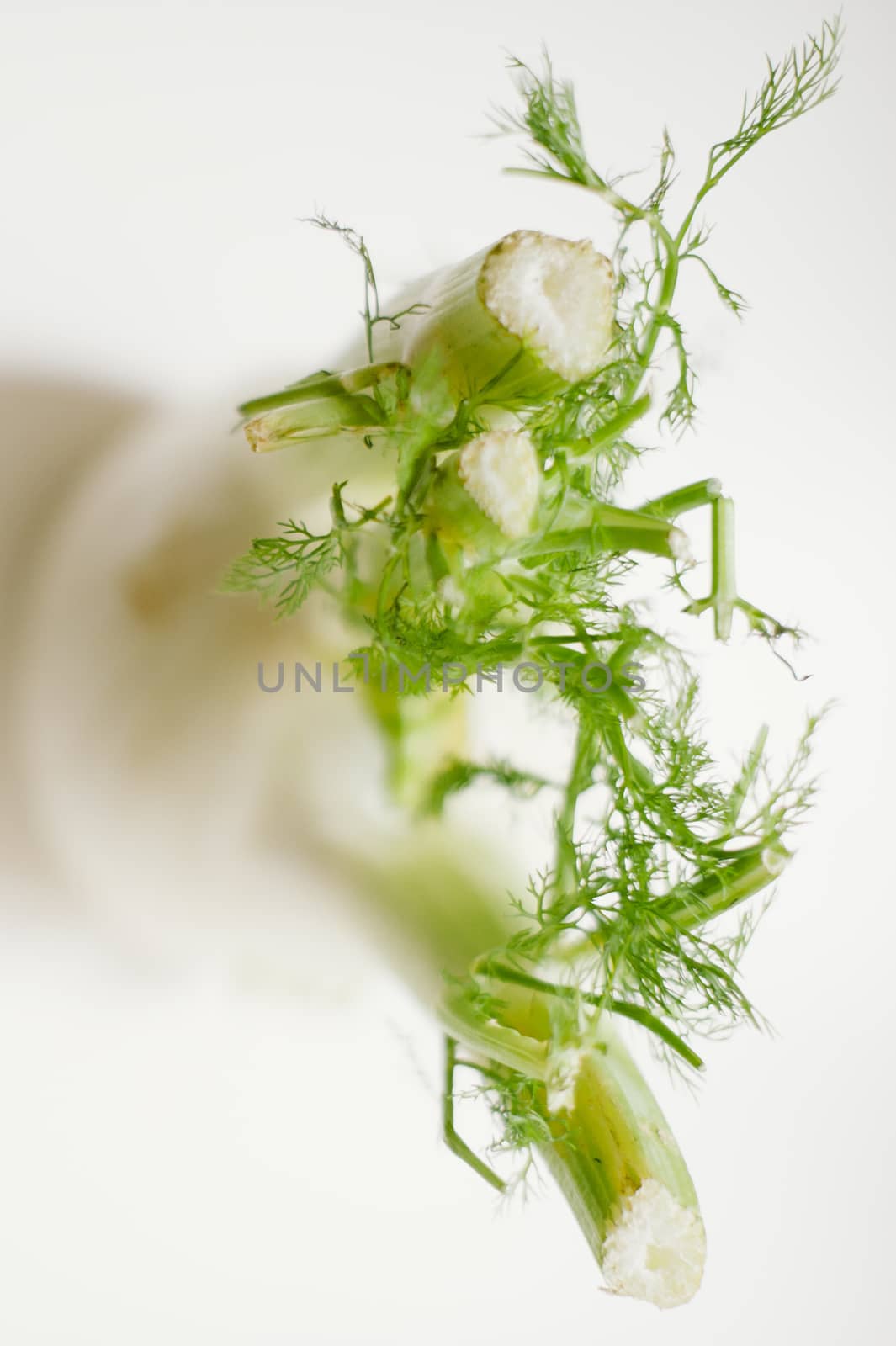 still-life photograph of fennel on white background