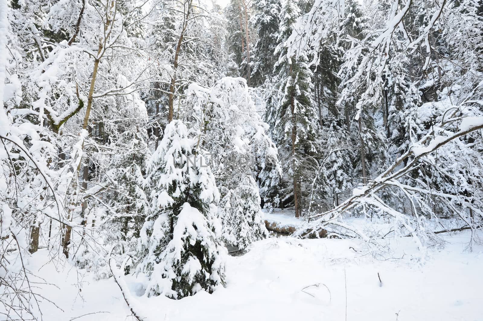 Winter landscape with snow in the Czech Switzerland