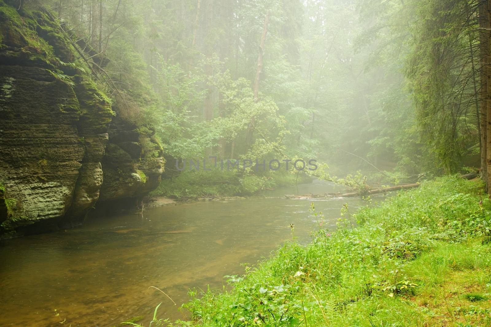 Small River flowing through a green forest and rock in rain and fog