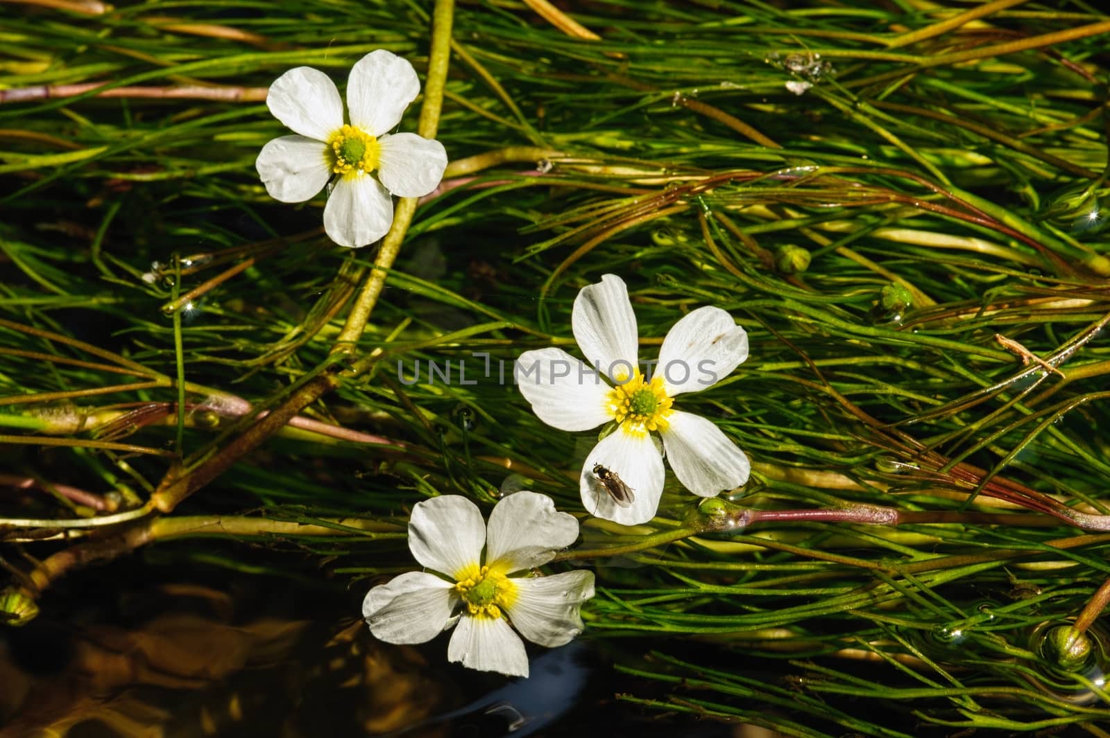 Detail of a white flower in a beautiful clean river