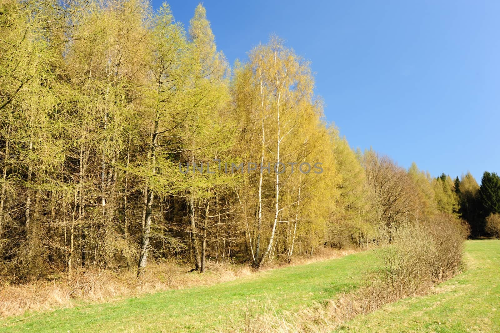 Beautiful spring landscape with forest, meadow and blue sky