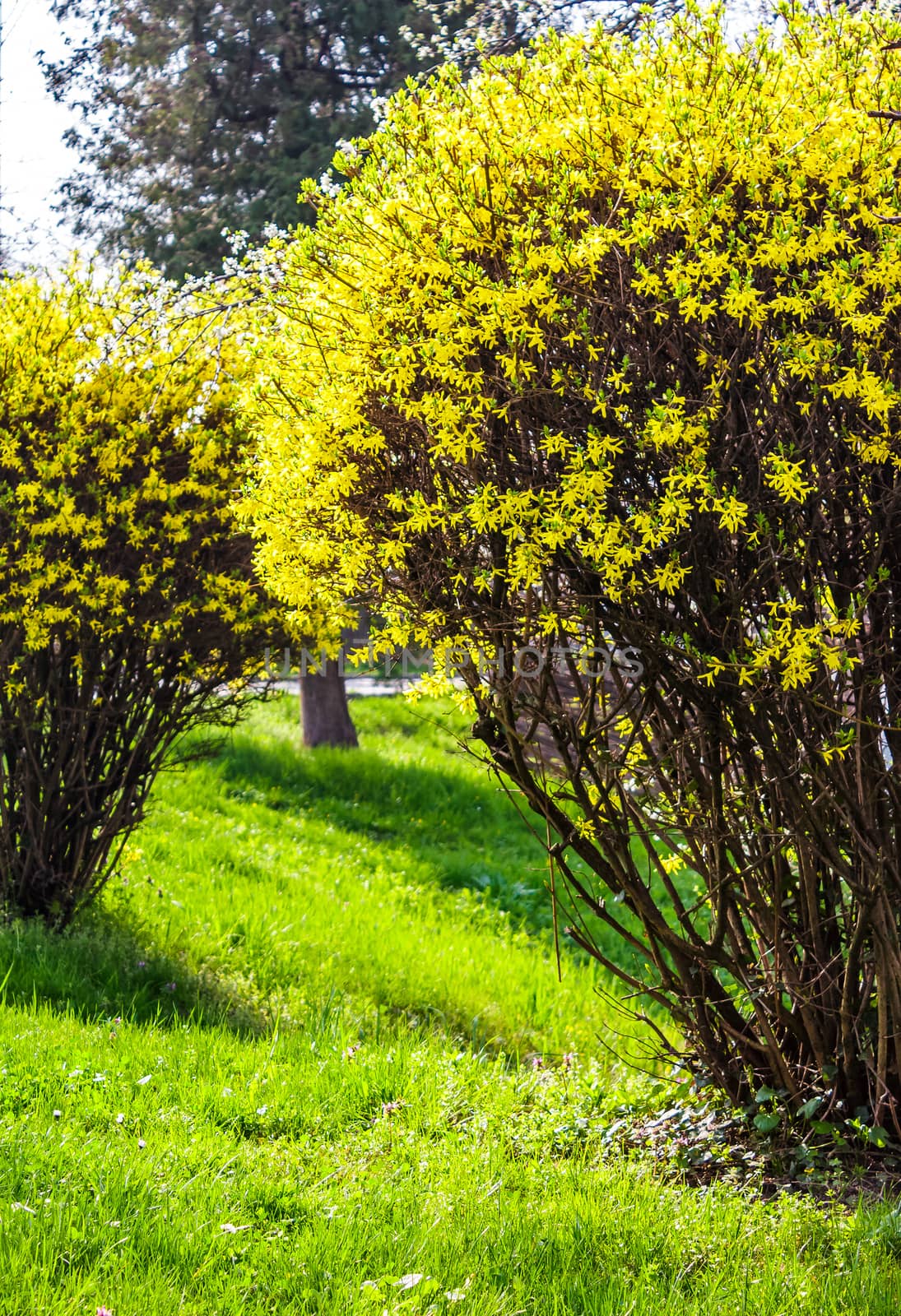 yellow flowers of forsythia shrub by Pellinni