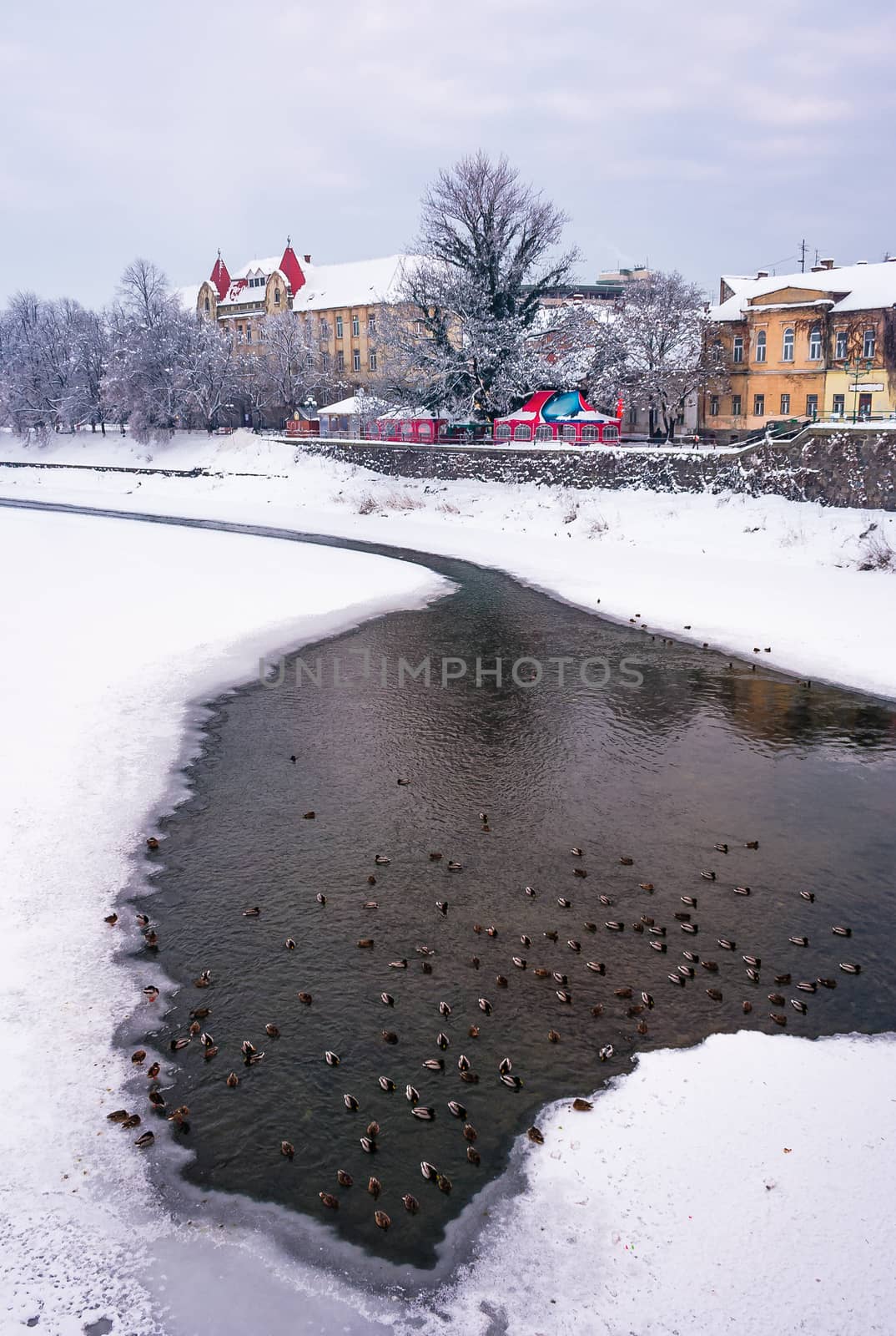 flock of ducks on the frozen River Uzh by Pellinni