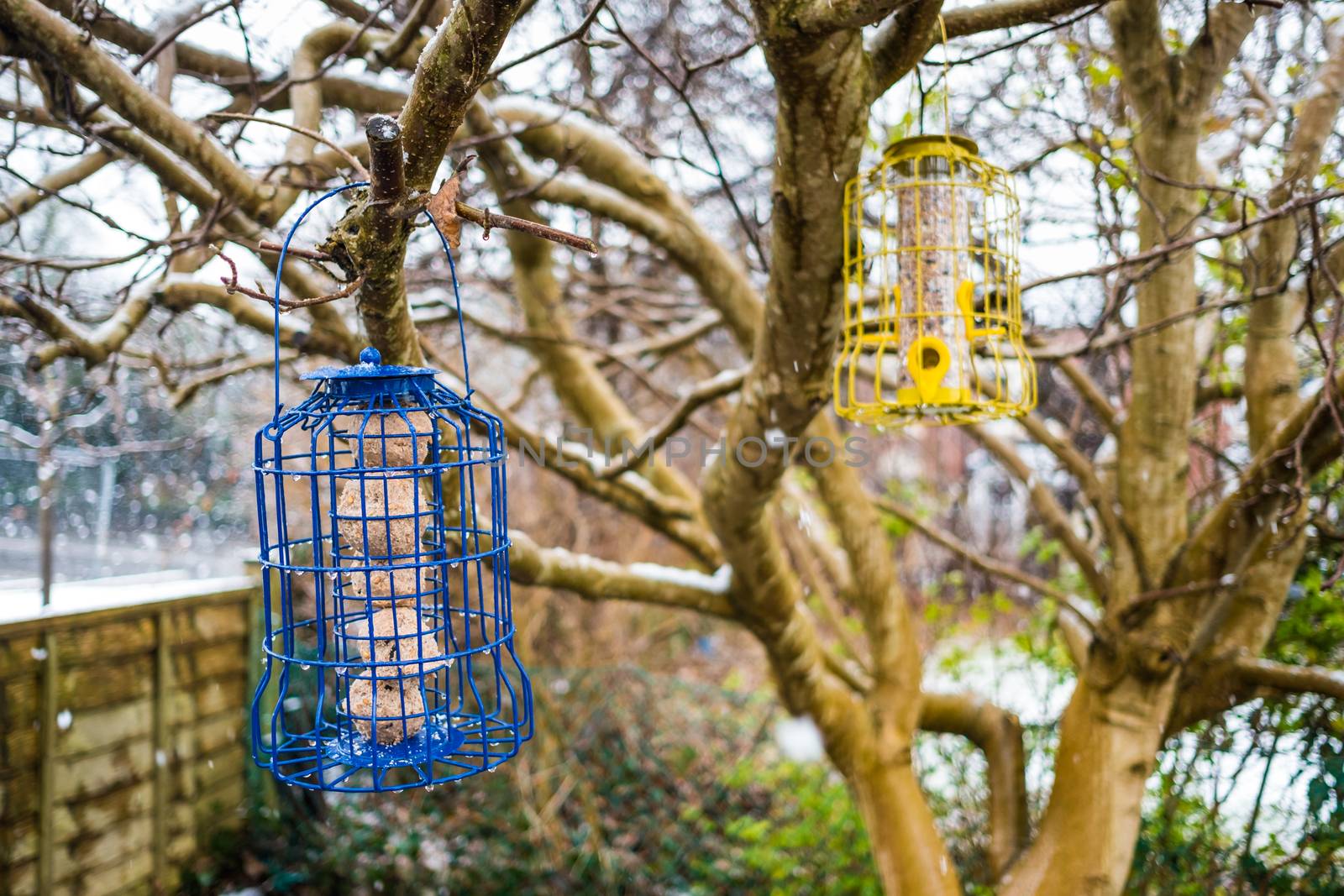 Squirrel proof bird feeder handing on a tree in a snowy day