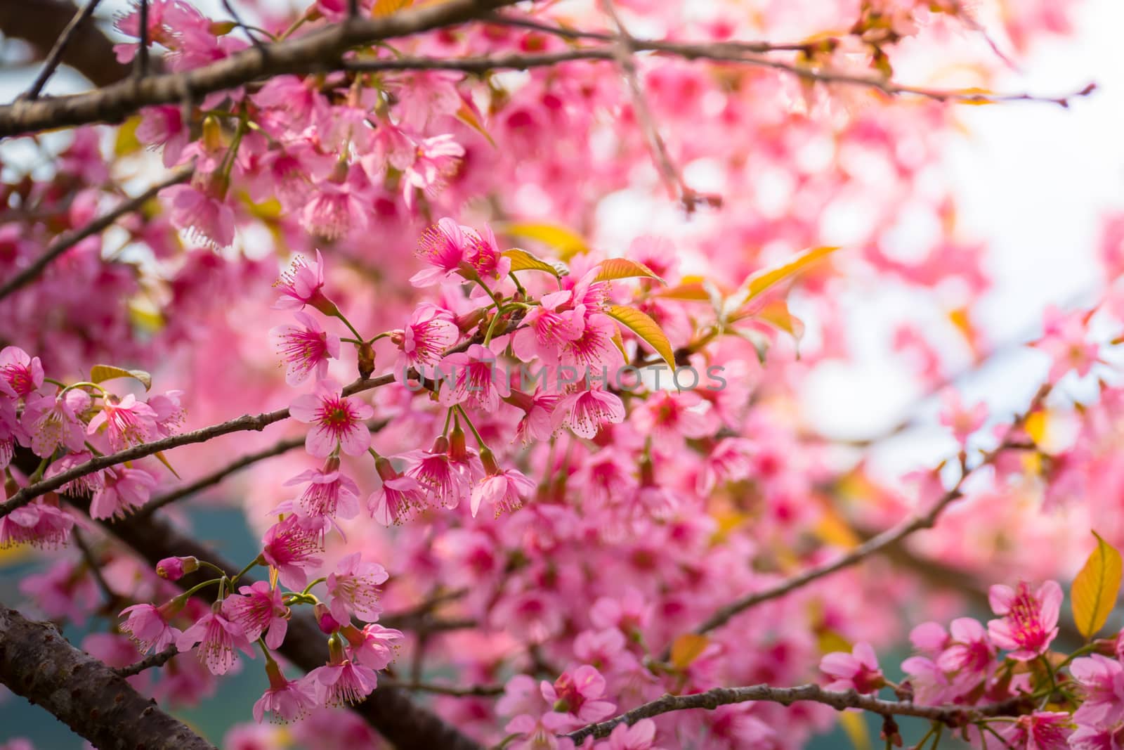 Sakura flowers blooming blossom in Chiang Mai, Thailand, nature background