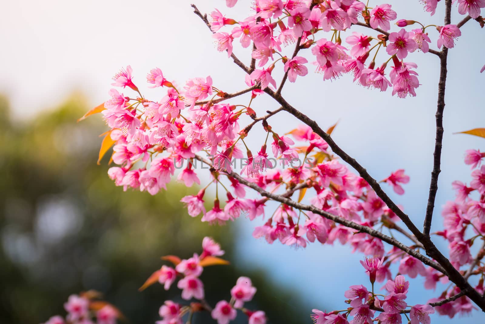 Sakura flowers blooming blossom in Chiang Mai, Thailand, nature background