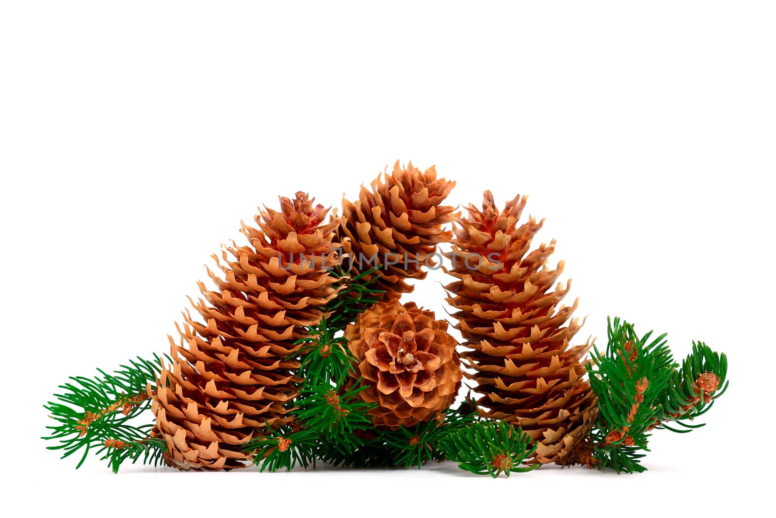 A scenic view of four pine cones with green branches design for Christmas