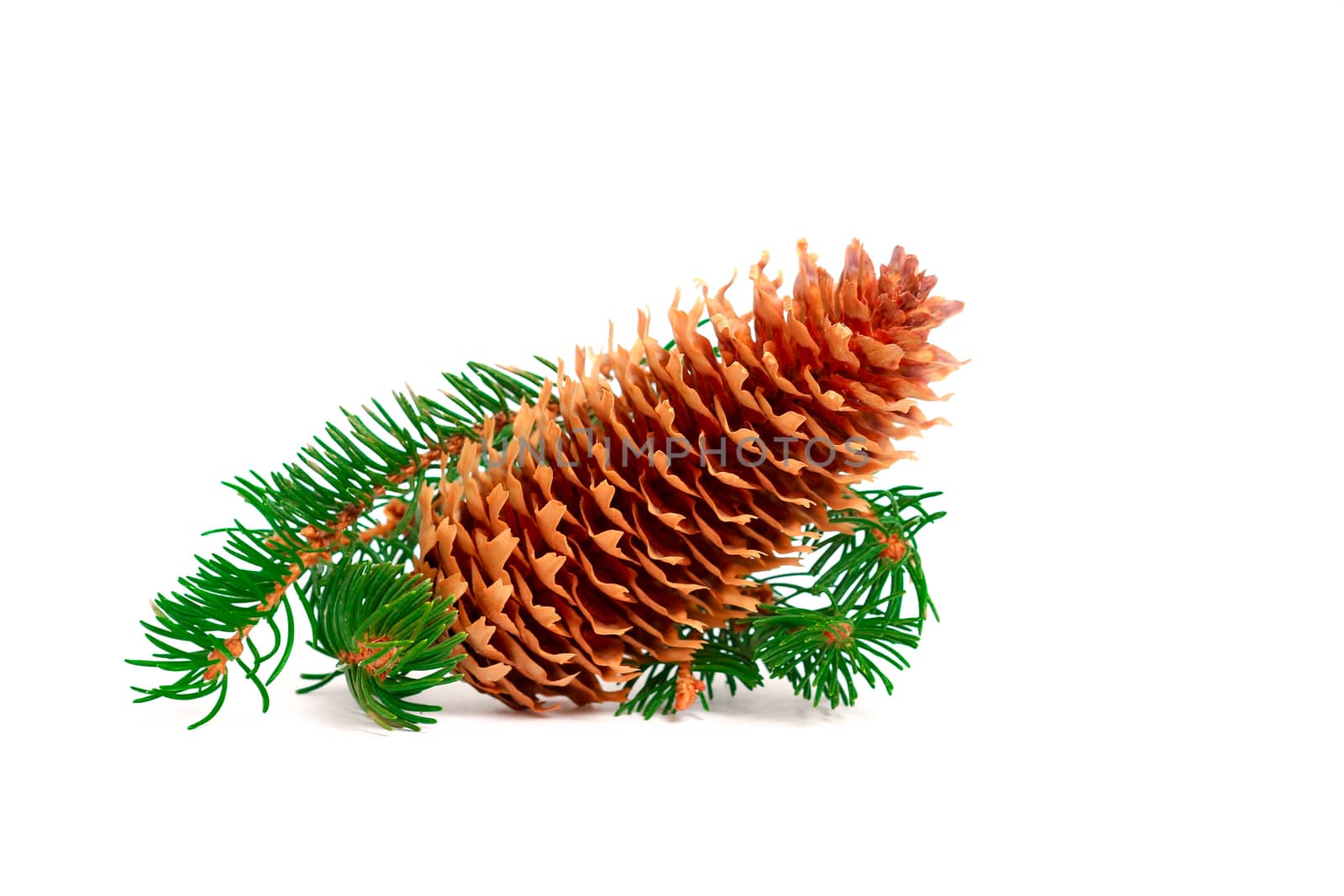 Side view of a pine cone decoration with some green branches next to it