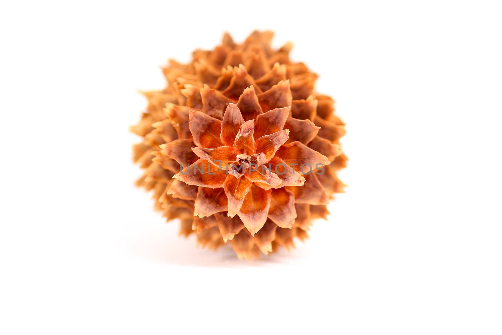 Shallow focus on a pine cone tip by shoricelu