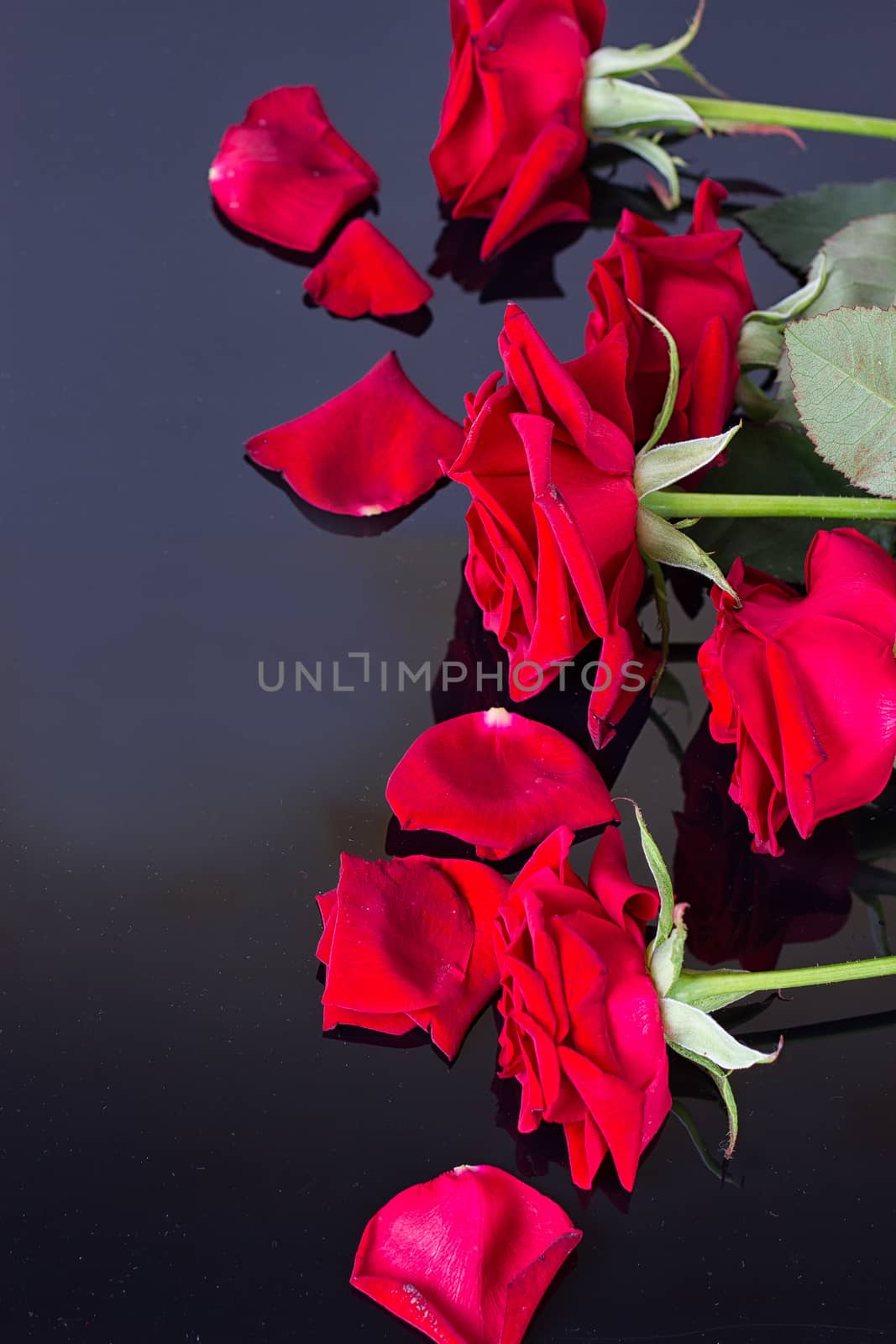 Beautiful red roses isolated on reflective black background