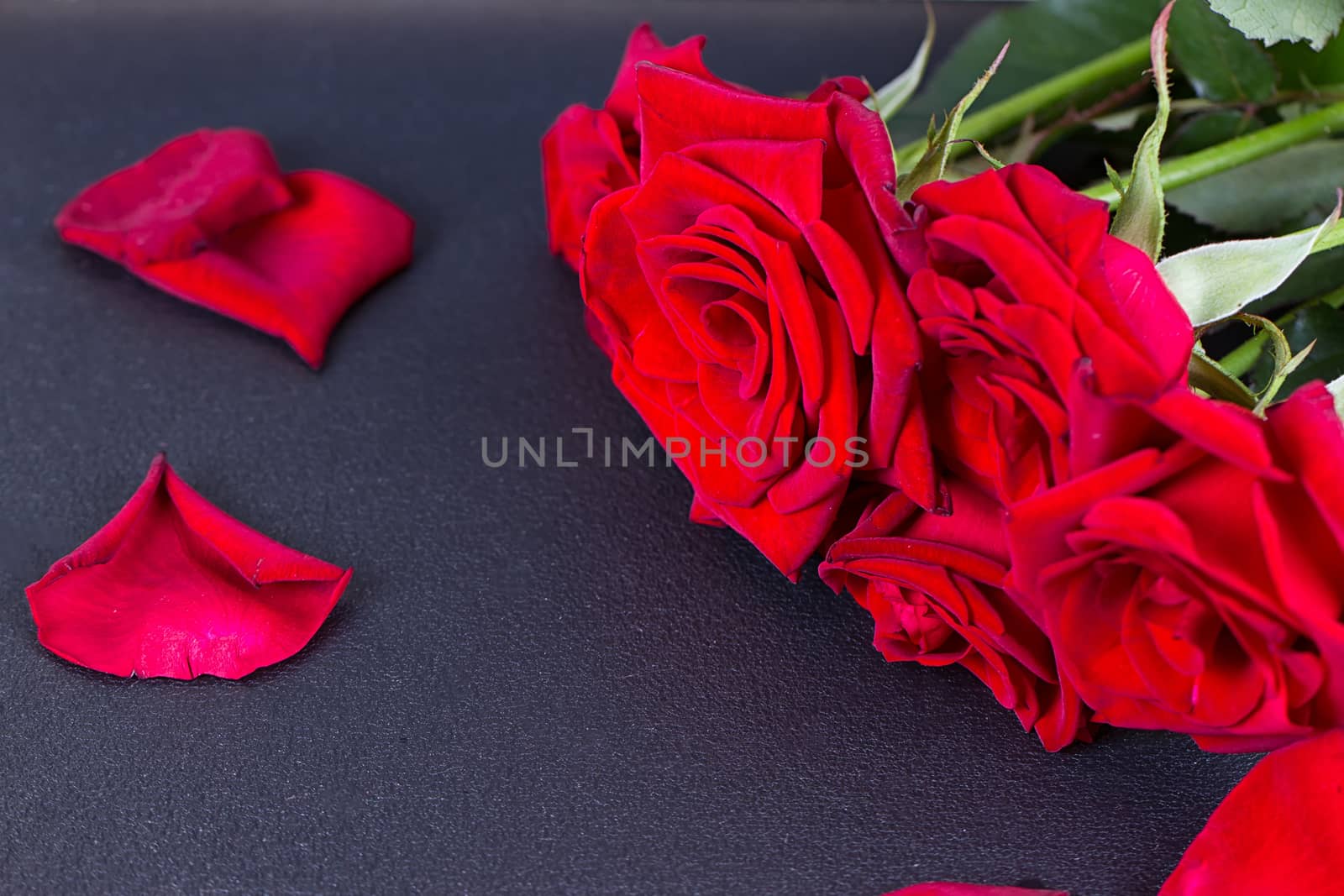 Red rose and petals on the black background