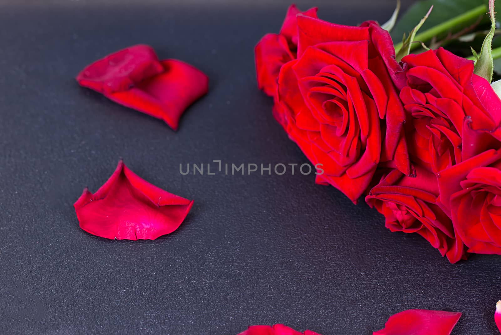 Red rose and petals on the black background