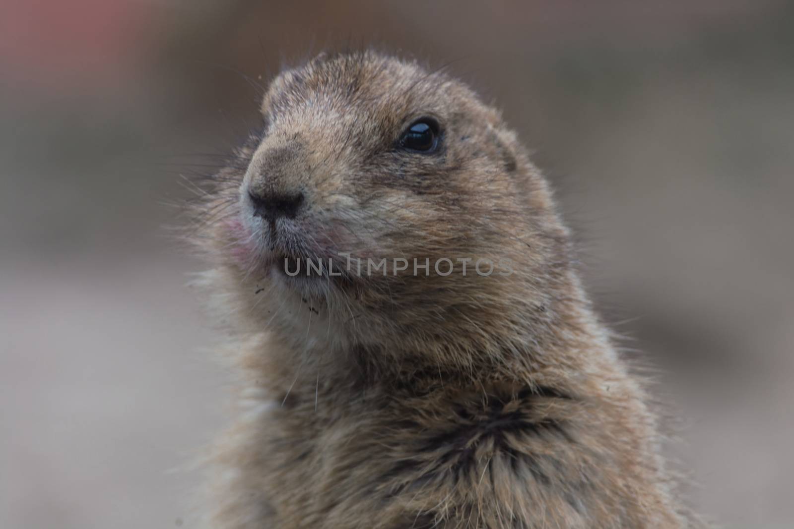 Meerkats or Surikates.   by JFsPic