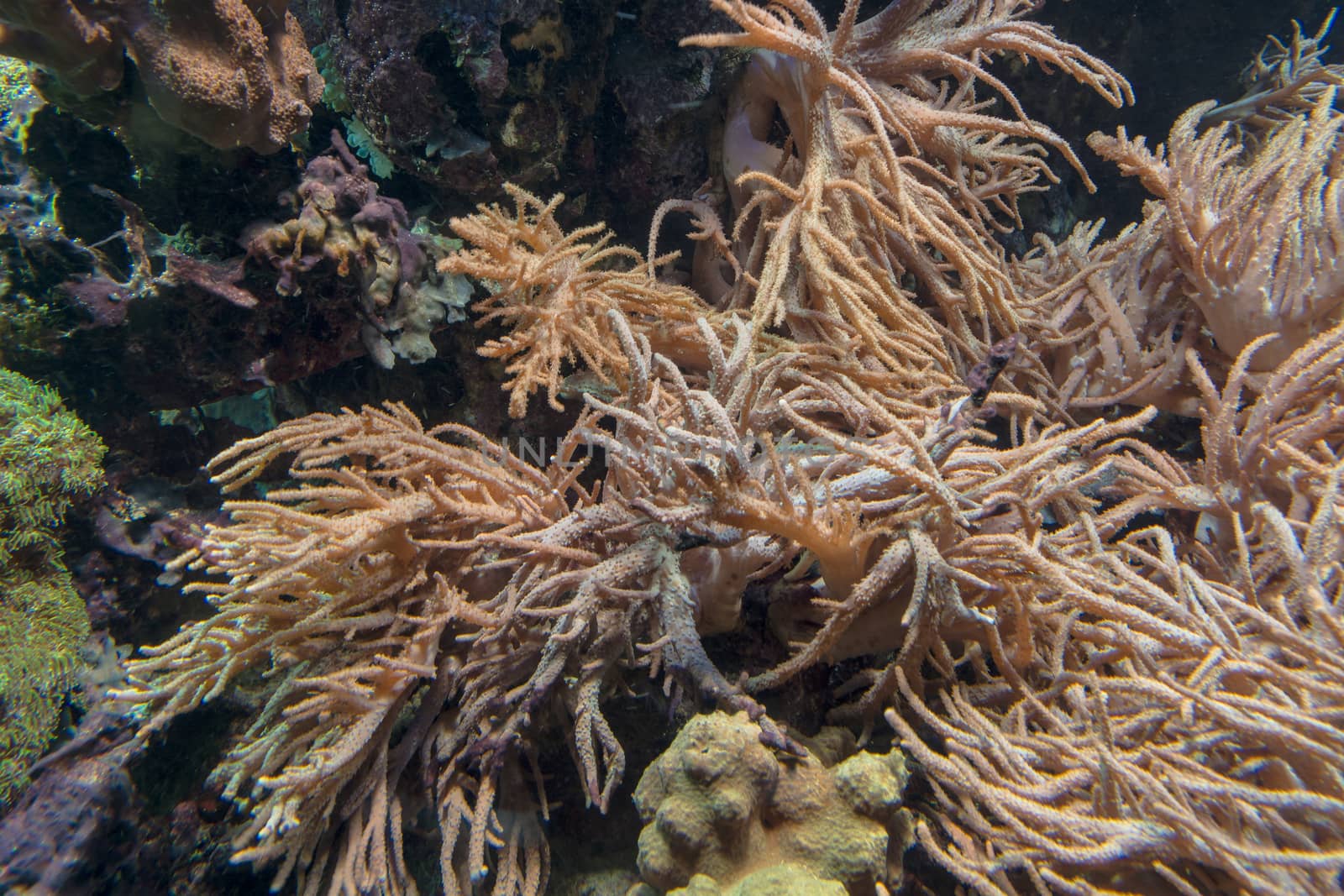 Beautiful coral reef with sea anemone and tropical fish.