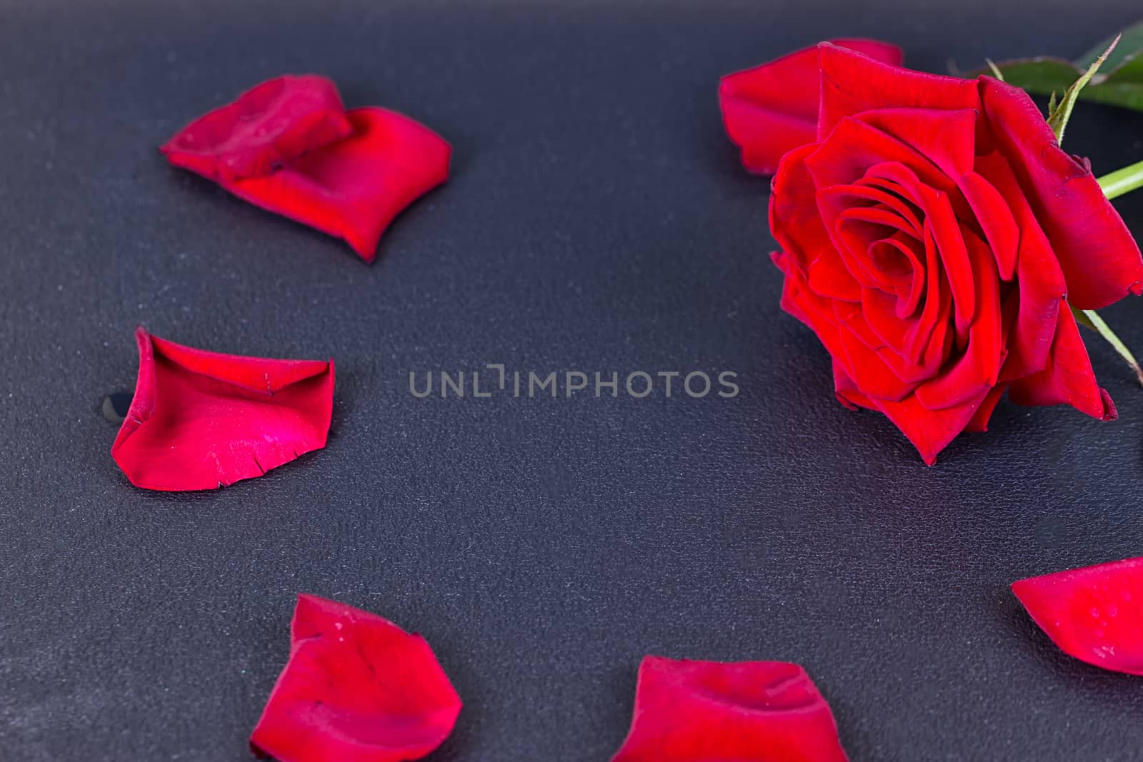 Red rose and petals on the black background