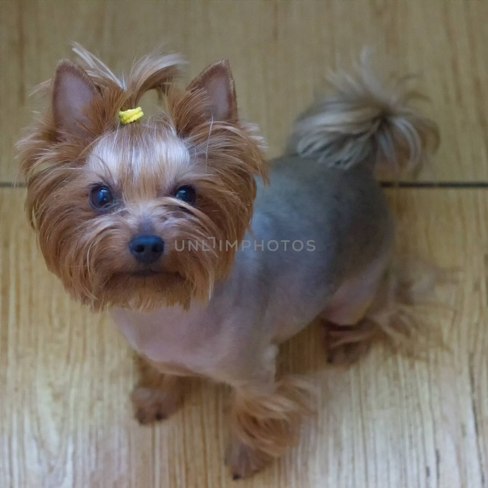 Dog yorkshire terrier is sitting on the Floor