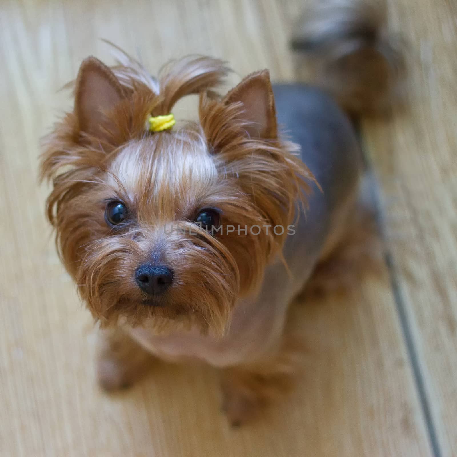 Dog yorkshire terrier by victosha