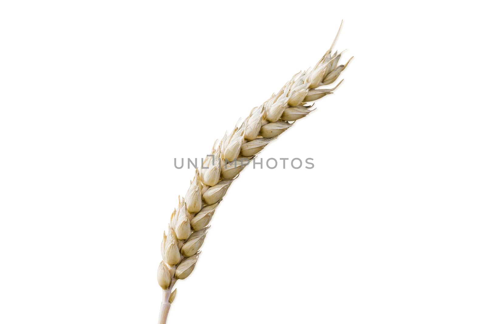 Ear of the ripe wheat on the light background closeup 
