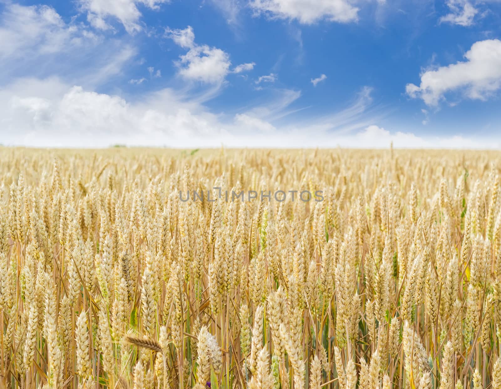 Field of the ripening wheat on the background of the sky with clouds at summer day closeup
