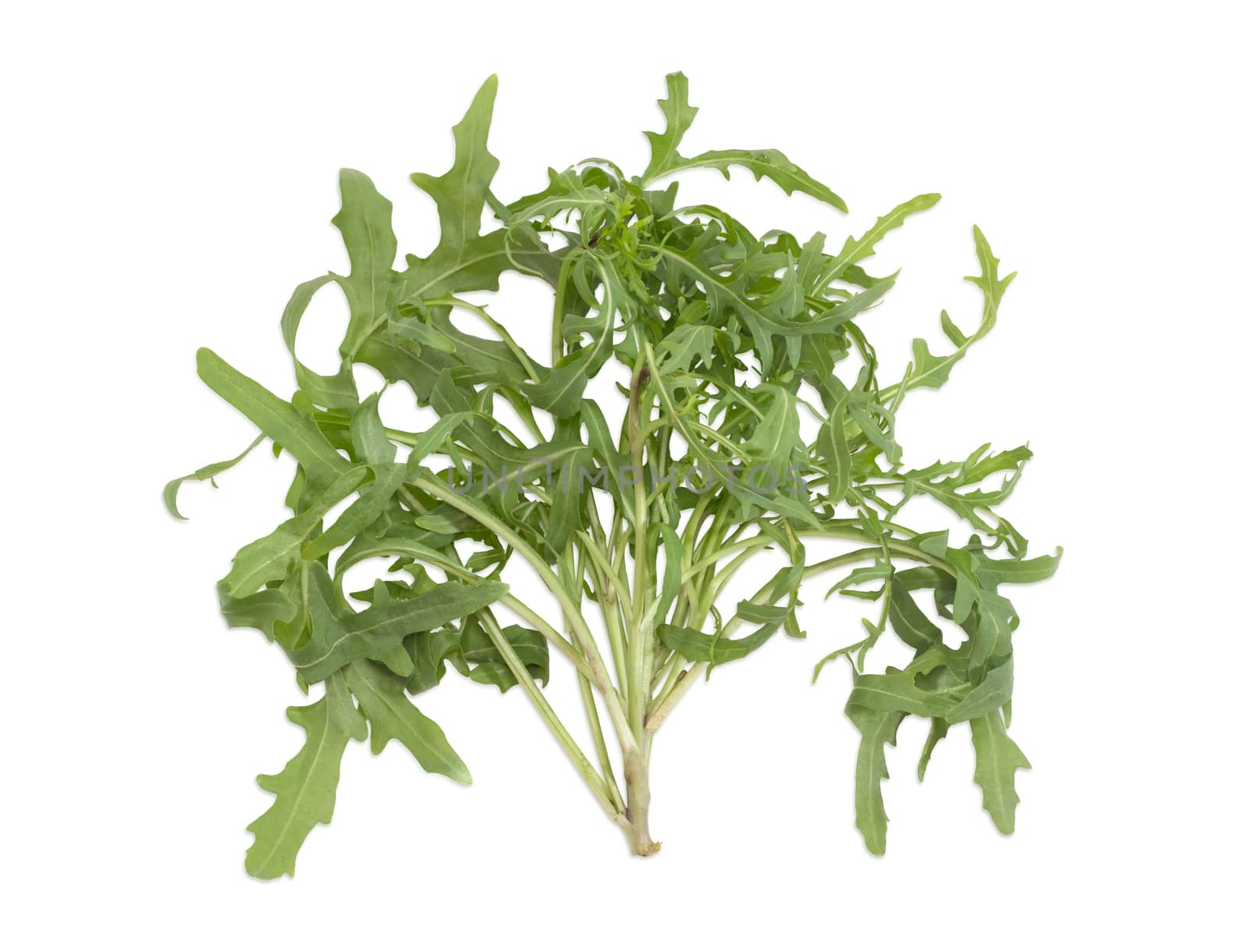 Stem of the fresh arugula with several twigs and leaves on a light background
