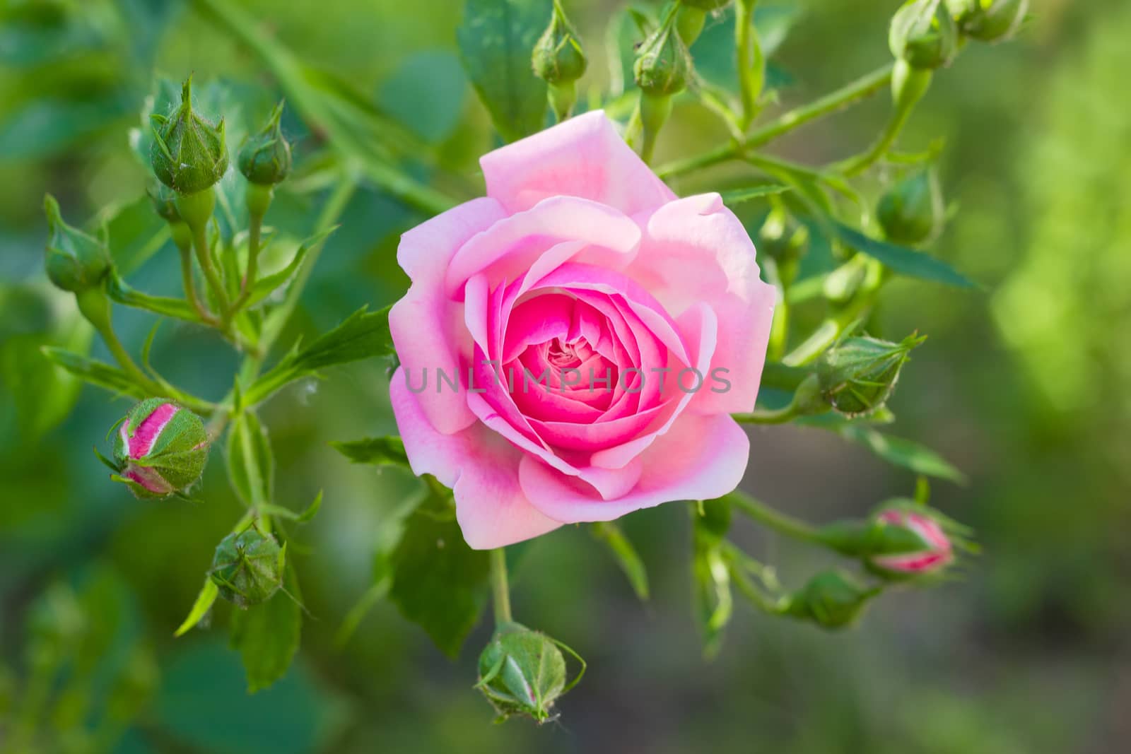 Branch with pink flower and several buds of the Bourbon rose on the blurred background of a rose bush
