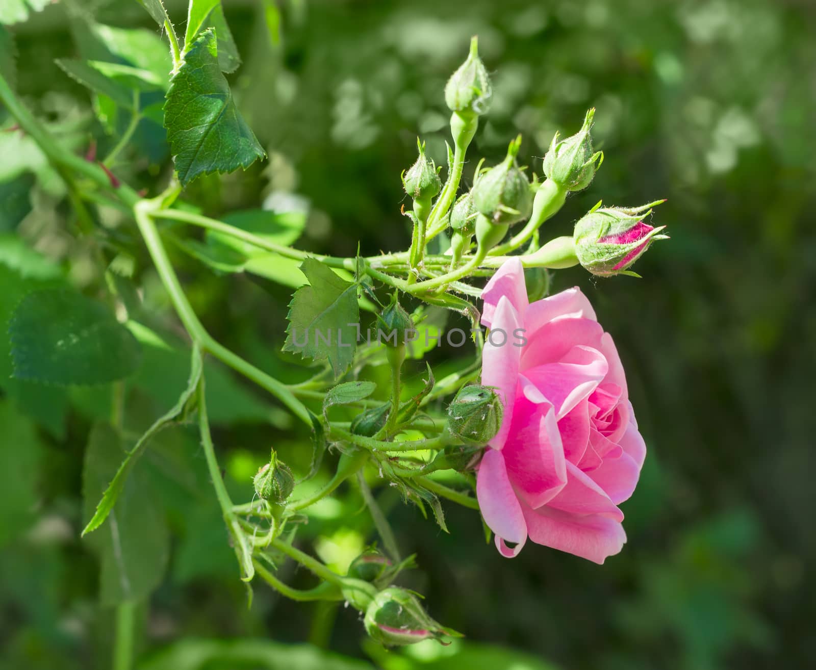 Branch with one pink flower and several buds of the Bourbon rose on the blurred background of a rose bush
