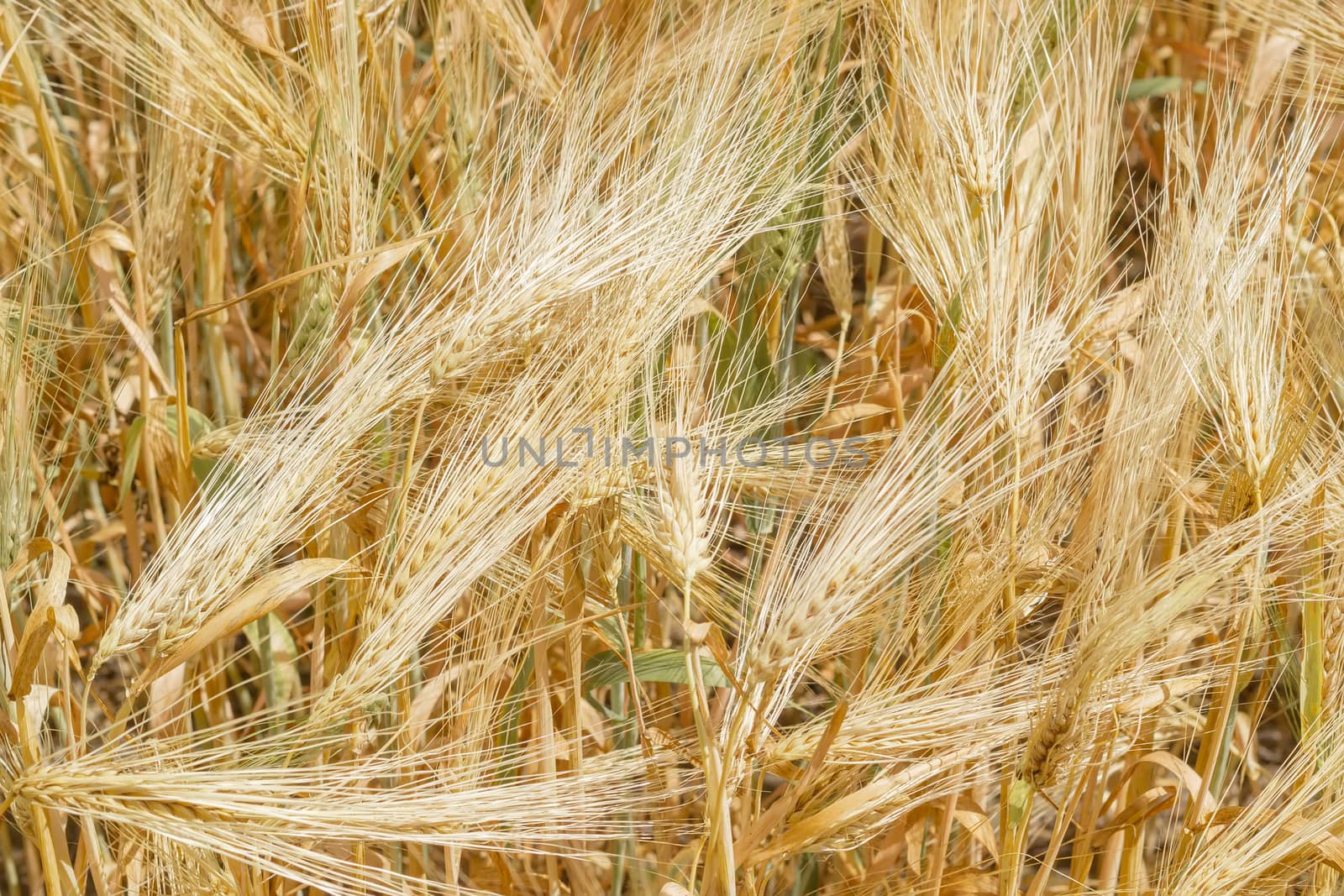 Background of the ripening barley field by anmbph