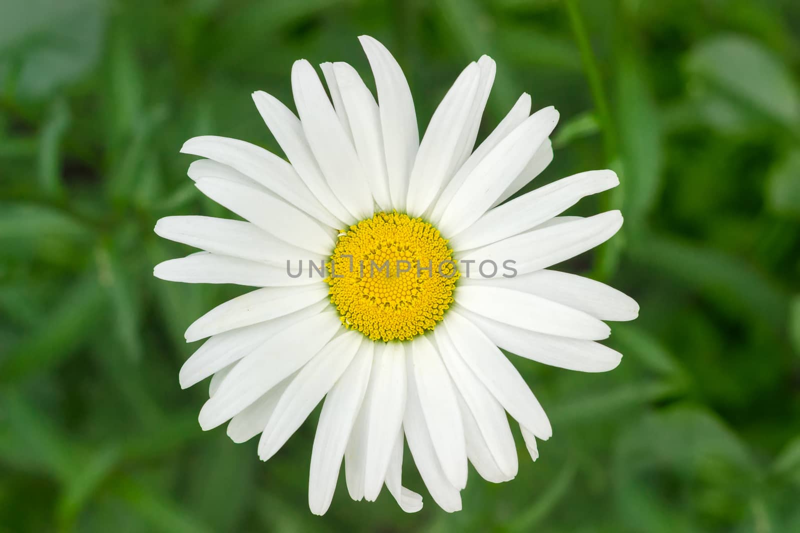 Flower of the oxeye daisy closeup by anmbph