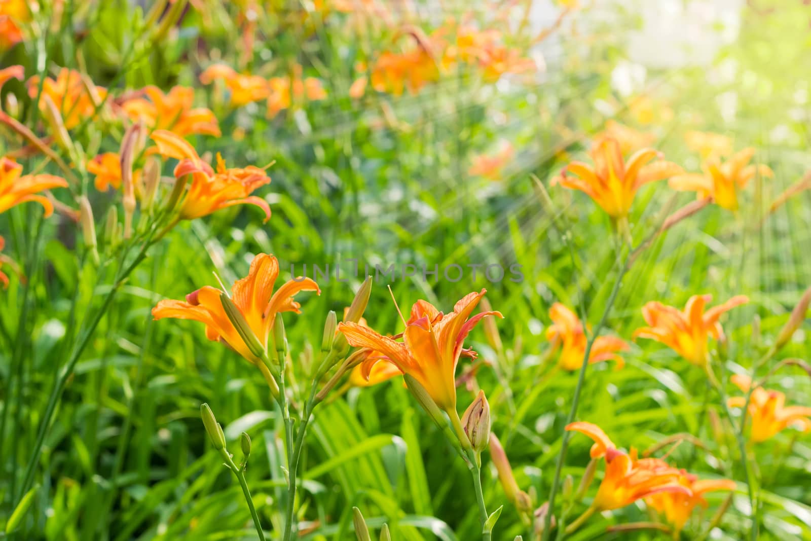 Background of the flowerbed with orange lilies in the sun rays
