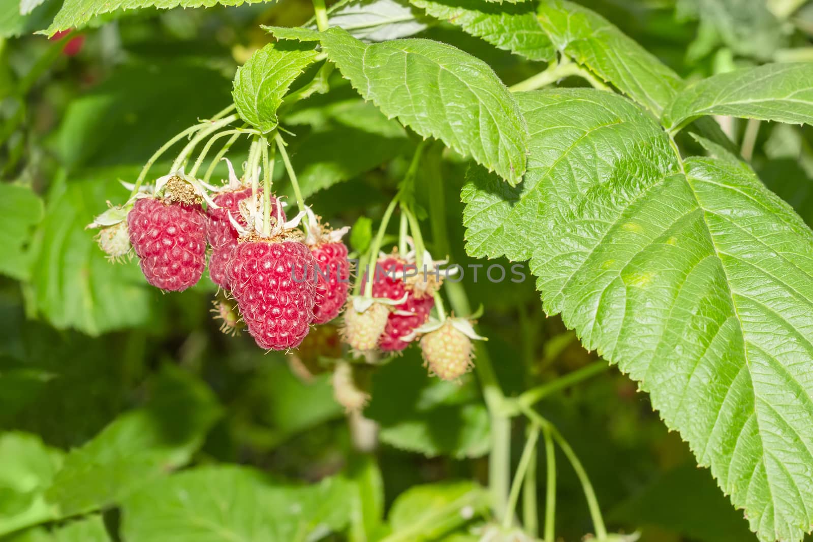 Branch of the raspberries with several ripe and immature berries among the green leaves in a raspberry canes
