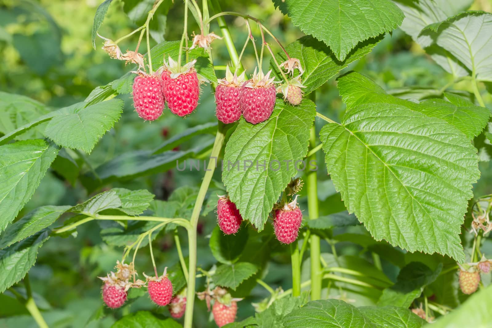 Branch of the raspberries with several ripe and immature berries among the green leaves on the bush
