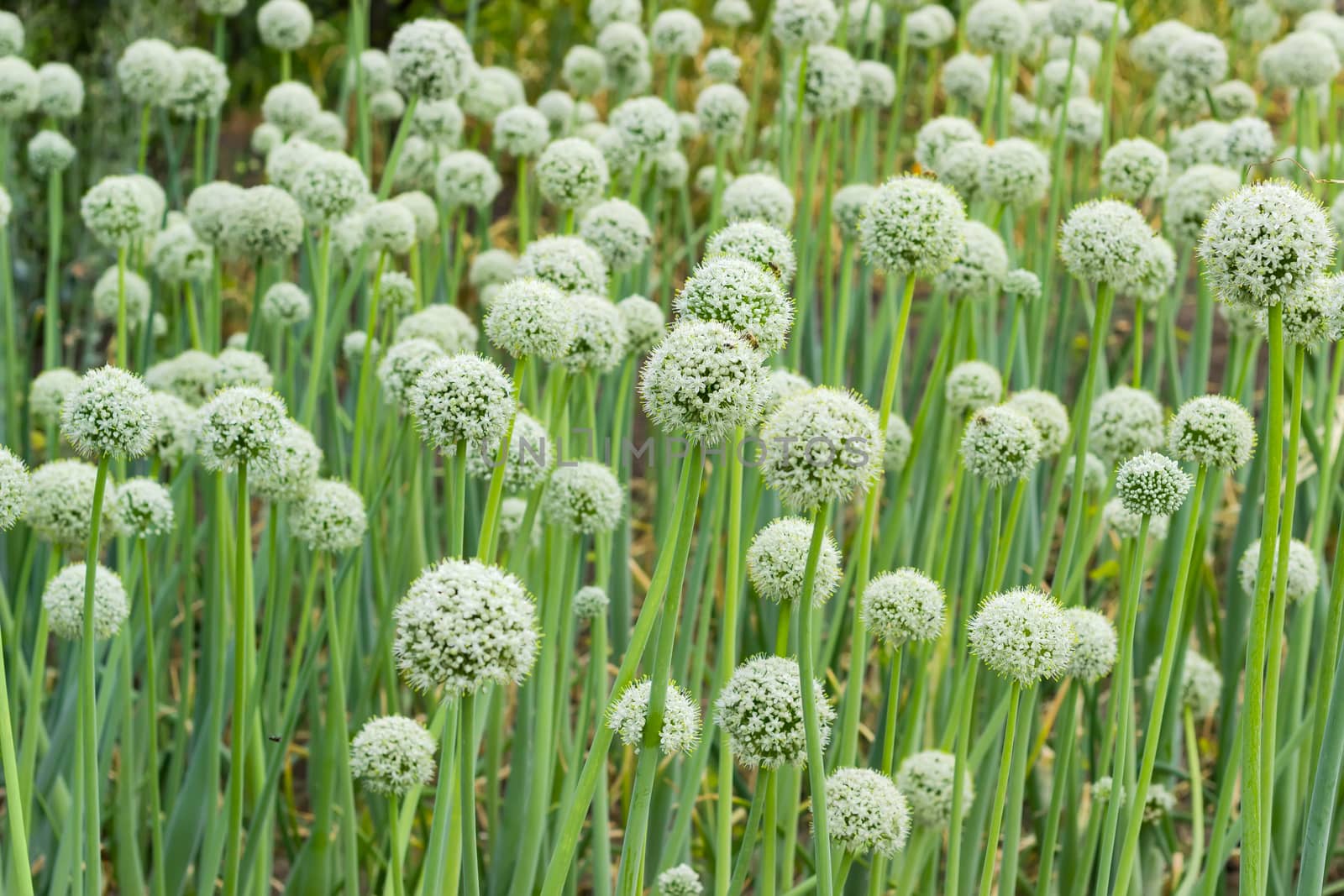 Background of the planting of the onion stems with the ripening inflorescences
