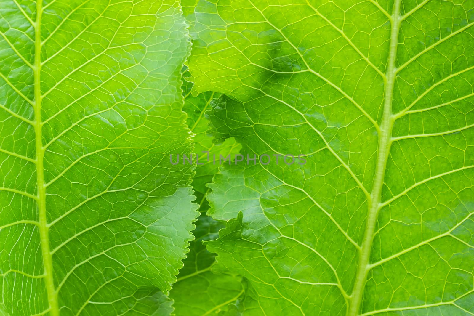 Background of a fragment of several leaves of the horseradish closeup
