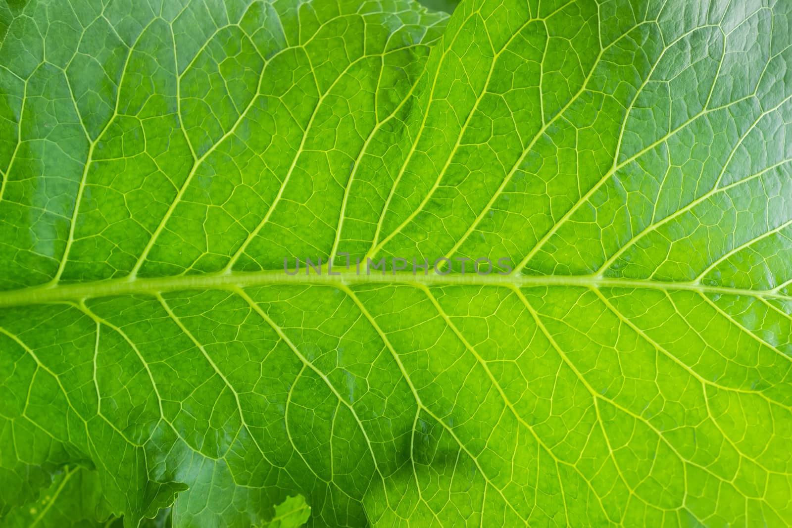 Background of a part of the horseradish leaf closeup
