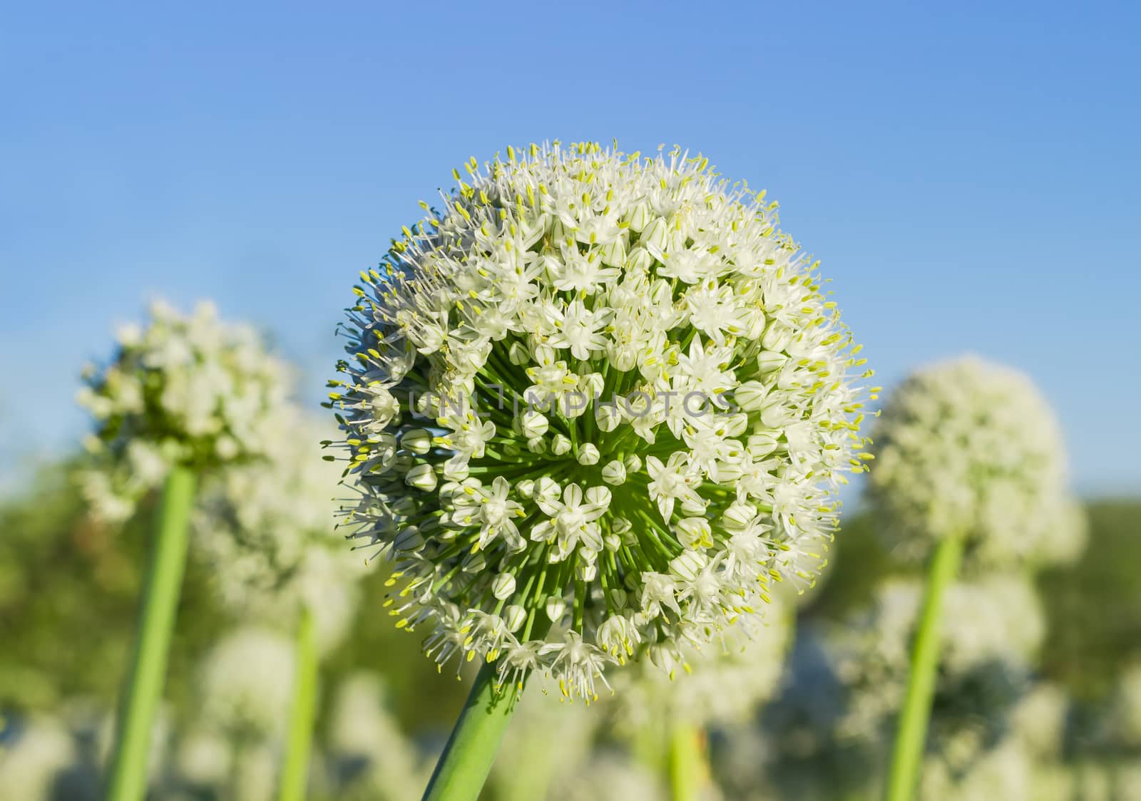 Inflorescence of the onion on a stem closeup on a background of onion planting and sky 
