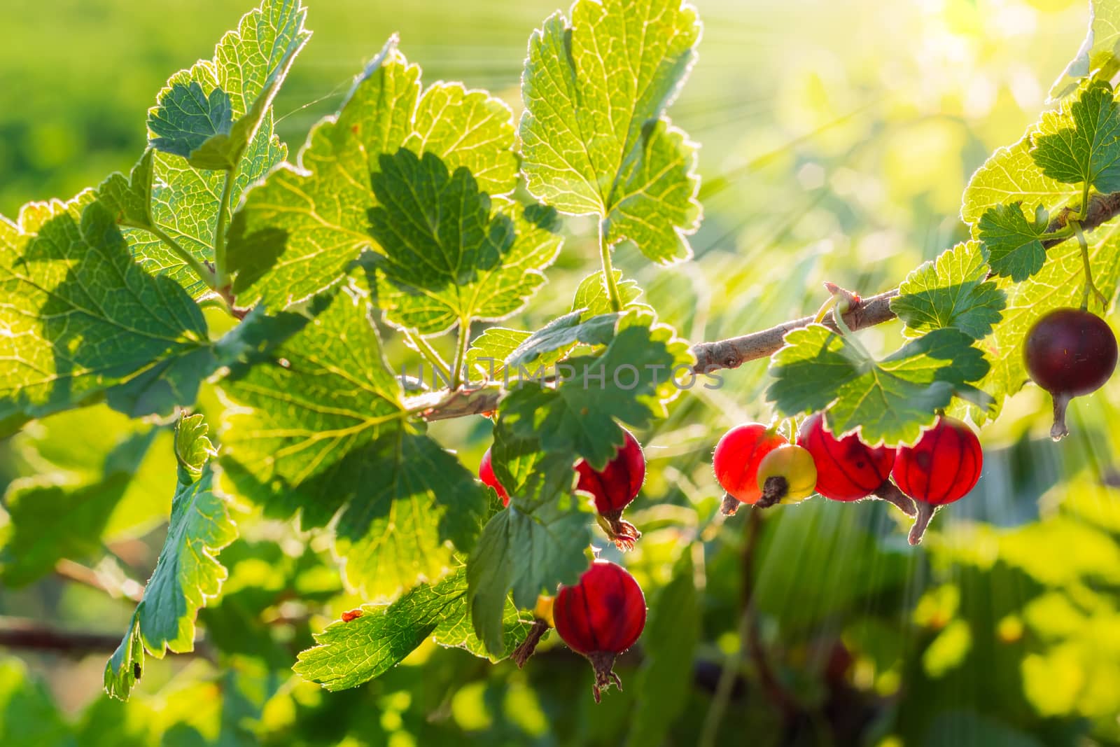 Branch of jostaberry with ripening berries and leaves in the rays of the setting sun
