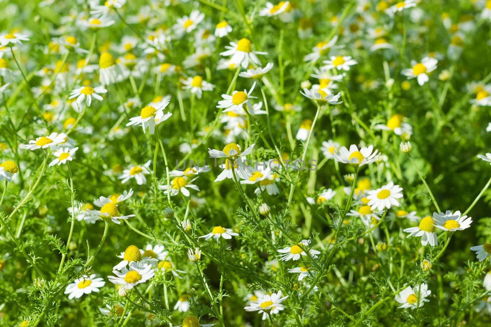 Flowering wild chamomiles on the meadow closeup
