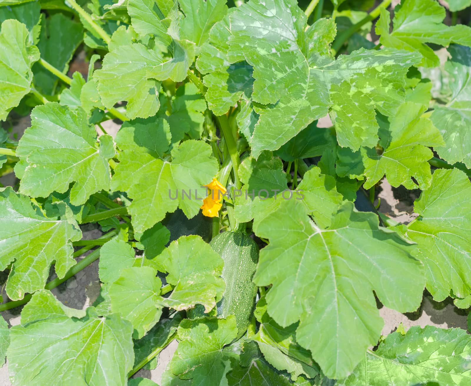 Background of the fragment of the dark green zucchini with fruits on a field
