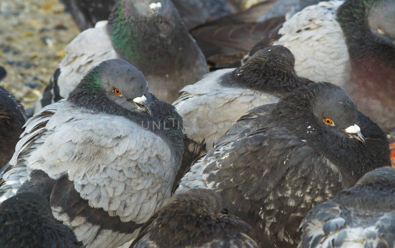 funny birds close up pigeons crowd on the street