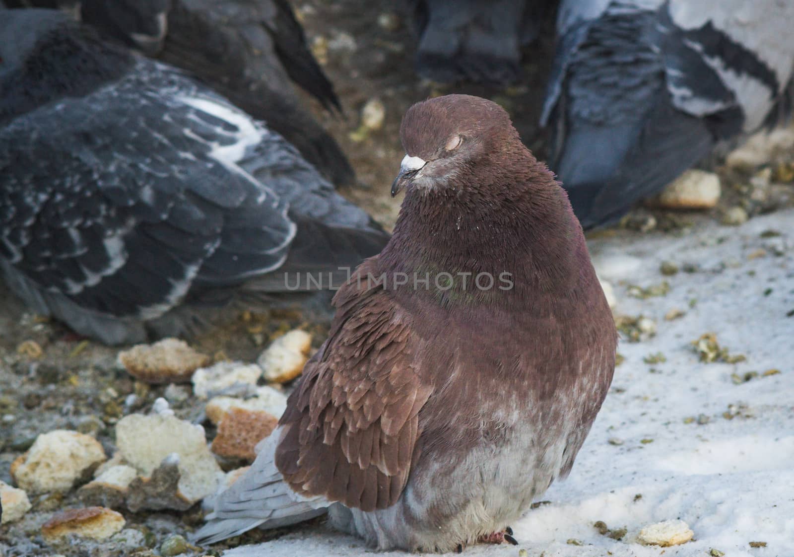 brown pigeon closeup of a cheerful bird in the city