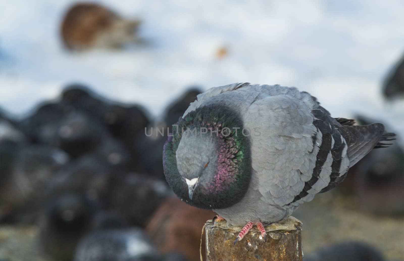 the king of the birds close up pigeon looks high