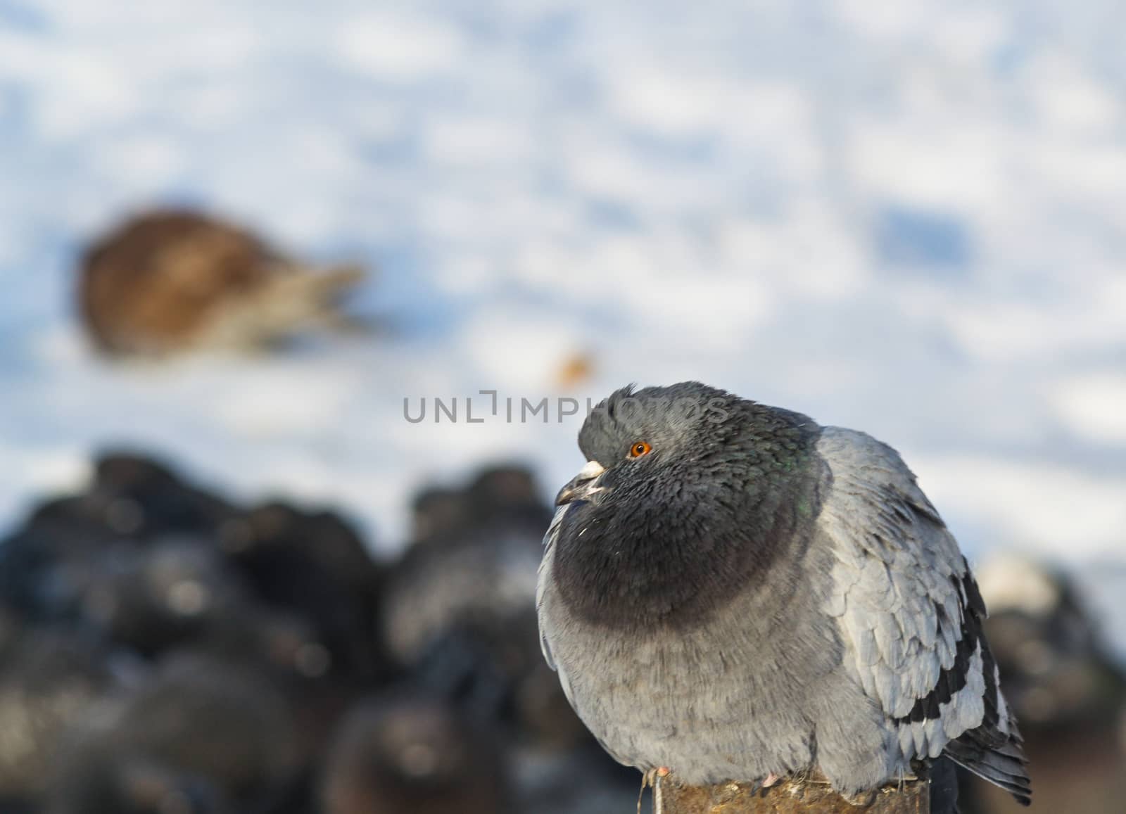 the king of the birds close up pigeon looks high