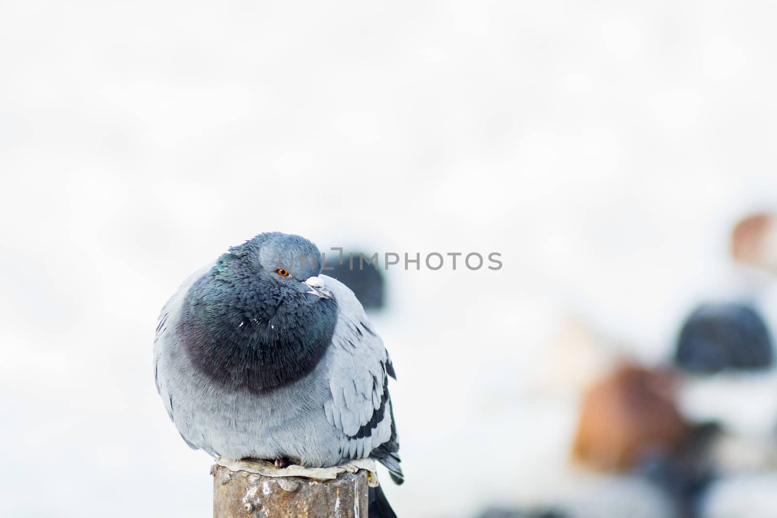 the king of the birds close up pigeon looks high