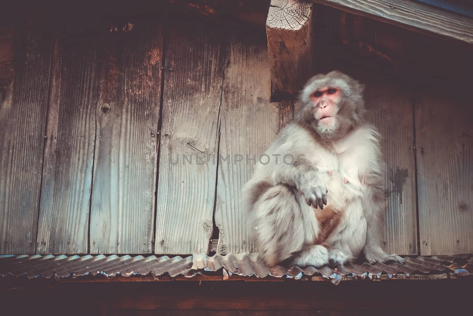 Japanese macaque on a rooftop, watayama monkey park, Kyoto, Japa by daboost