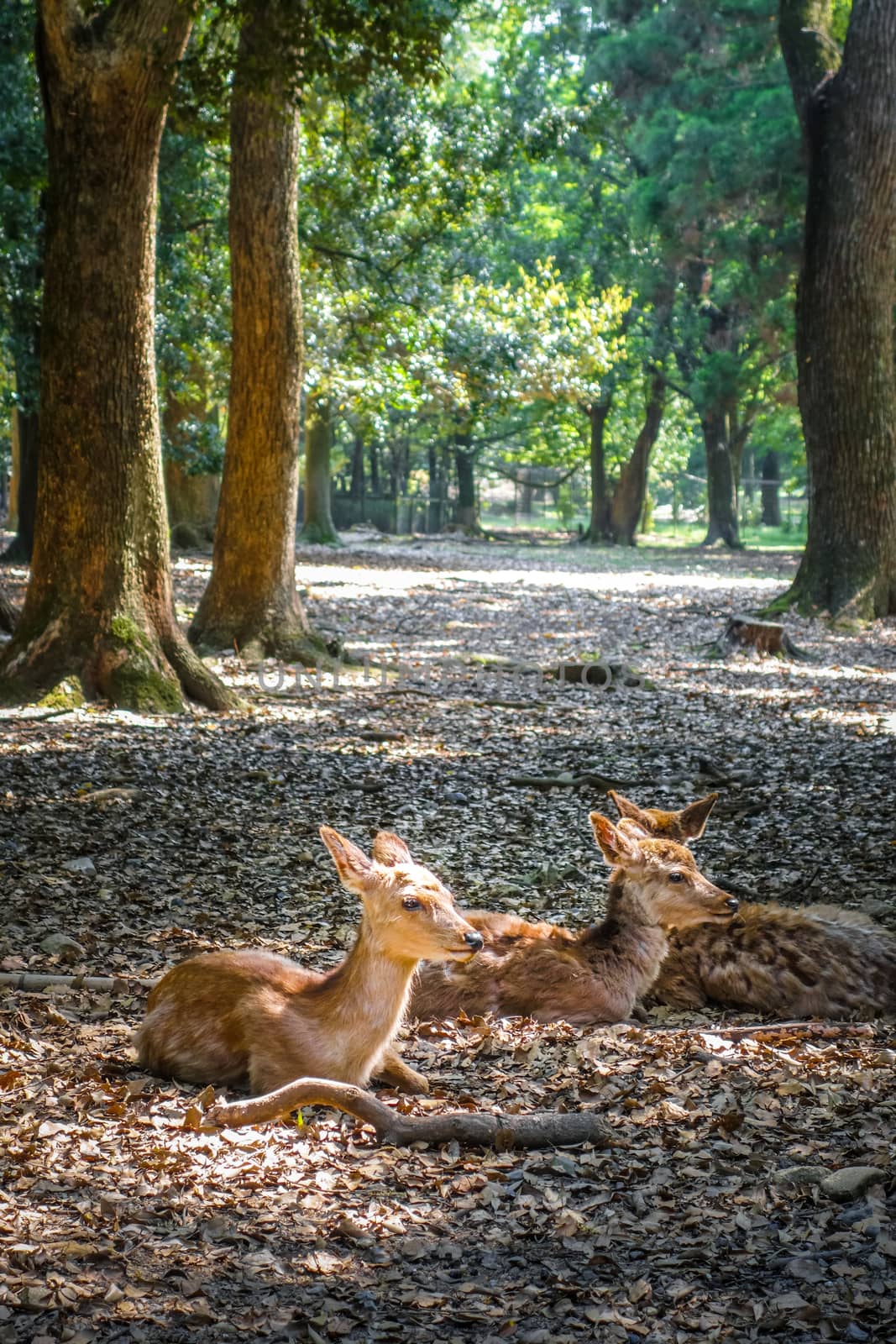 Sika deers Nara Park forest, Japan by daboost