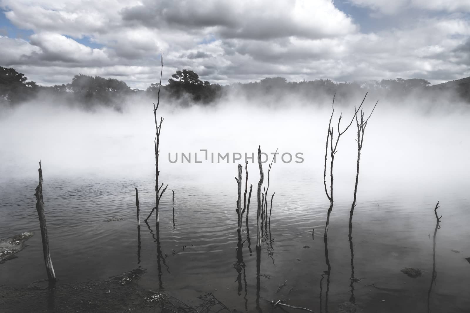 Misty lake and forest in Rotorua volcanic area, New Zealand