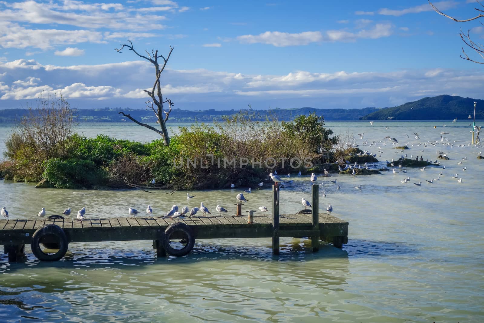 Seagulls on wooden pier landscape, Rotorua lake , New Zealand